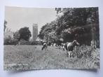N08 Oostermeer - Oude Toren en koeien - 1970, Verzenden, 1960 tot 1980, Ongelopen, Friesland