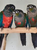 pyrrhura egregia, lepida, perlata, pacifica 2025, Dieren en Toebehoren, Vogels | Parkieten en Papegaaien, Meerdere dieren, Parkiet