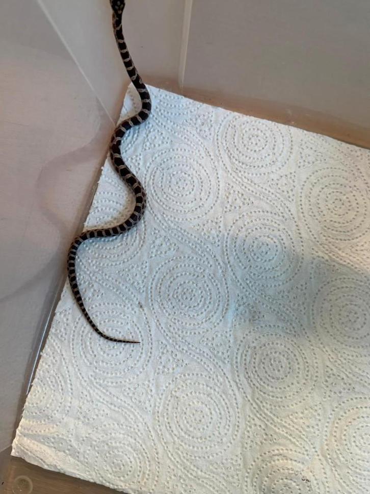 Jonge rattenslangen, Dieren en Toebehoren, Reptielen en Amfibieën, Amfibie, 0 tot 2 jaar