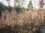 Fagus sylvatica, bladhoudende beuk, Ophalen, Beukenhaag, Haag, 100 tot 250 cm