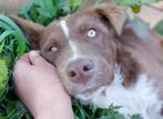 ALIANA, PRACHTIG PUPPEN TEEFJE, OPZOEK NAAR HAAR FAMILIE, Particulier, Rabiës (hondsdolheid), 15 weken tot 1 jaar, Buitenland