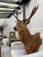 Fantastische kop van edelhert taxidermie, Ophalen of Verzenden, Gebruikt