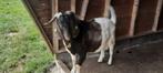 Boerbok (dekbok) te koop, Mannelijk, Schaap, 0 tot 2 jaar