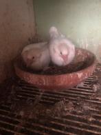 Jonge witte postduiven geringd npo 2025, Meerdere dieren, Postduif