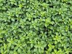 Schaduwkruid - Pachysandra terminalis, Tuin en Terras, Bodembedekkers, Vaste plant, Ophalen of Verzenden, Halfschaduw