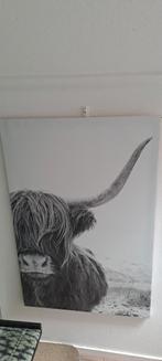 Canvas
schilderij 
Schotse Hooglander, Ophalen, Zo goed als nieuw, Schilderij, 75 cm of meer