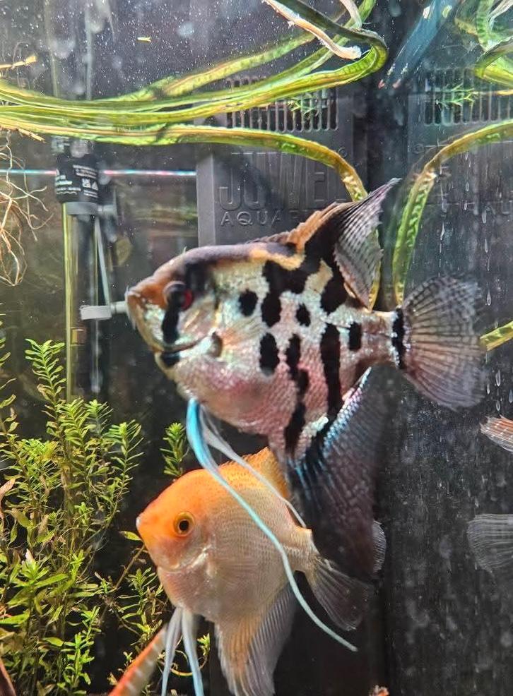 4 Maanvissen te koop, Dieren en Toebehoren, Vissen | Aquariumvissen, Vis