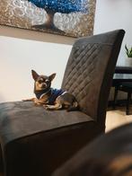 Chihuahua dekreu, Dieren en Toebehoren, Honden | Dekreuen, Particulier, 3 tot 5 jaar, CDV (hondenziekte), Reu