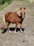 Te koop jonge shetlander hengst, Dieren en Toebehoren, Hengst, A pony (tot 1.17m), 3 tot 6 jaar, Gechipt