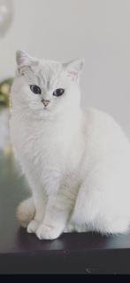 Zuiver britse korthaar kittens, Meerdere dieren