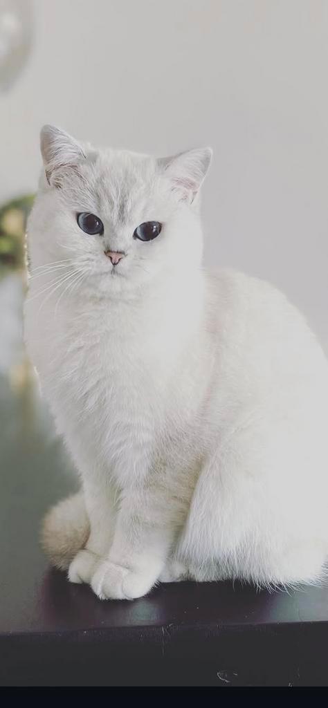 Zuiver britse korthaar kittens, Dieren en Toebehoren, Katten en Kittens | Overige Katten, Meerdere dieren