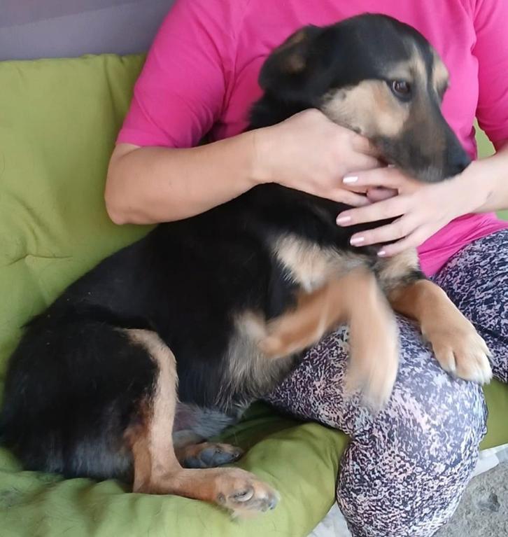 Jack zoekt baasje, Dieren en Toebehoren, Honden | Niet-rashonden, Middel, Reu, Particulier, Eén hond, Buitenland, 3 tot 5 jaar