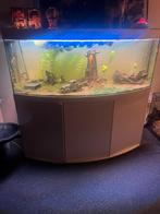 Aquarium, Dieren en Toebehoren, Ophalen, Zo goed als nieuw, Gevuld zoetwateraquarium