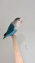 Agapornis Fischeri Blauw pop '22, Dieren en Toebehoren, Vogels | Parkieten en Papegaaien, Vrouwelijk, Dwergpapegaai of Agapornis