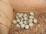 Bevruchte Chinese dwerg kwartel eieren, Overige soorten, Geslacht onbekend