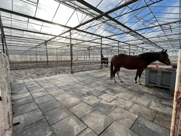 stalling en weidegang aangeboden, Dieren en Toebehoren, Stalling en Weidegang, Stalling, 1 paard of pony