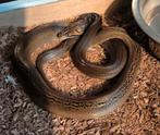 Slangen, Dieren en Toebehoren, Slang, Met terrarium, 0 tot 2 jaar