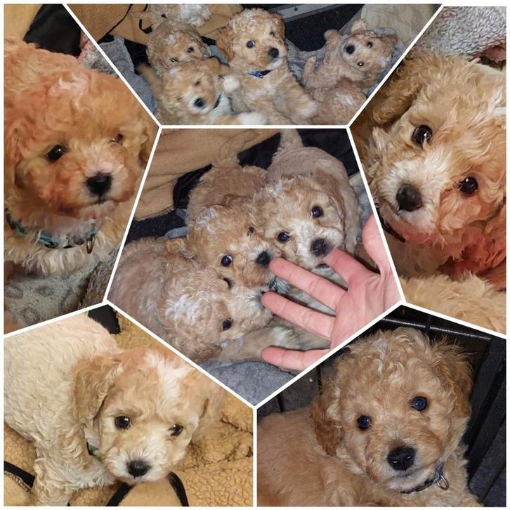 Abricot maltipoo pups, Dieren en Toebehoren, Honden | Chihuahua's en Gezelschapshonden, Meerdere dieren, Overige rassen, Particulier