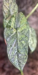 Alocasia Dragon Scale Mint, Overige soorten, Minder dan 100 cm, Groene kamerplant, Halfschaduw