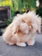 Teddywidder dwerghangoor babykonijnkereltje, Dieren en Toebehoren, Konijnen, Mannelijk, Dwerg