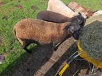 ruischapen, Dieren en Toebehoren, Vrouwelijk, Schaap, 0 tot 2 jaar