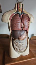Antiek Anatomisch Model Menselijk Torso, Antiek en Kunst, Ophalen of Verzenden