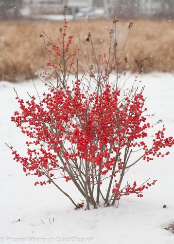 Fraaie struik Winterbes Ilex verticillata met mannetje beschikbaar voor biedingen