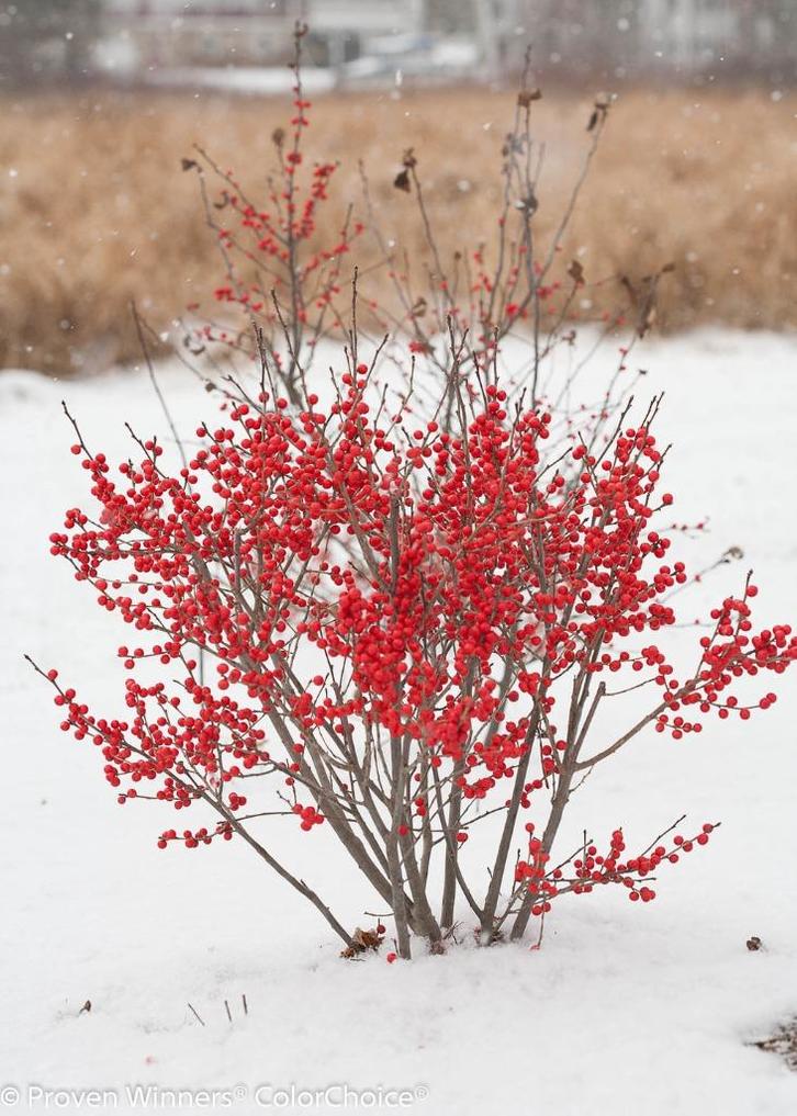 Fraaie struik Winterbes Ilex verticillata met mannetje, Tuin en Terras, Planten | Struiken en Hagen, Overige soorten, 100 tot 250 cm