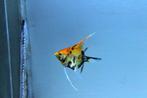 Maanvis red devil (Pterophyllum scalare), Vis, Zoetwatervis, Schoolvis