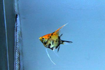 Maanvis red devil (Pterophyllum scalare) beschikbaar voor biedingen
