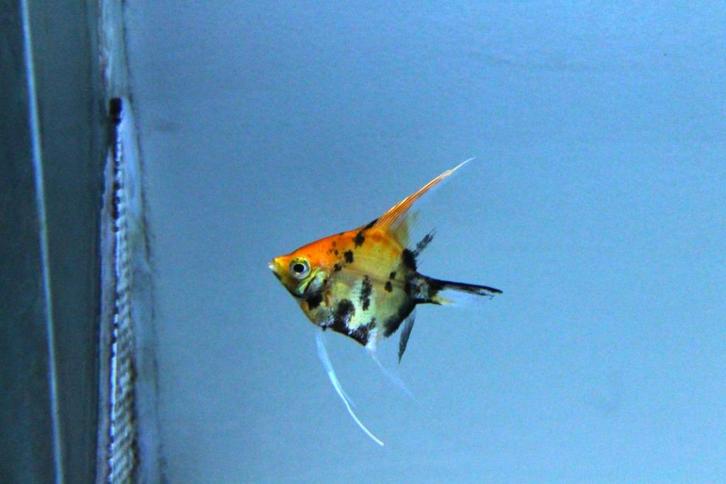 Maanvis red devil (Pterophyllum scalare), Dieren en Toebehoren, Vissen | Aquariumvissen, Zoetwatervis, Vis, Schoolvis