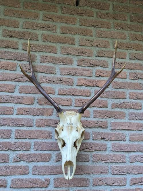 Mooi Herten Gewei Jacht Trofee Mancave Jagen c48, Verzamelen, Dierenverzamelingen, Gewei of Kop, Hert, Ophalen