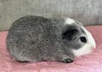 Cuy mix 1/4 Skinny 2 zeugen en 1 beer, Dieren en Toebehoren, Knaagdieren, Cavia, Juli, Meerdere dieren, Tam