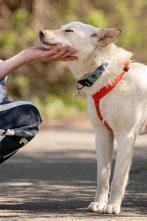 Mooie meisje zoekt huis., Dieren en Toebehoren, Honden | Niet-rashonden, Particulier, Rabiës (hondsdolheid), 1 tot 2 jaar, Buitenland