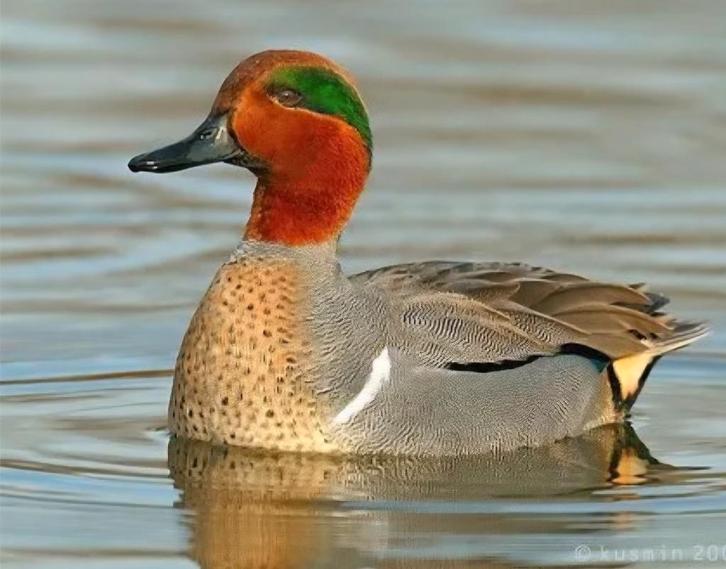 gezocht gevraagd siereenden sier eenden eend watervogels, Dieren en Toebehoren, Pluimvee, Eend, Meerdere dieren