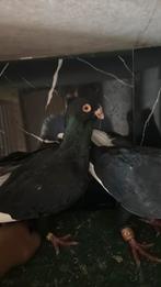 Duif, Dieren en Toebehoren, Vogels | Duiven, Vrouwelijk, Kropper