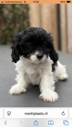 Cavapoo pup herplaatser, Dieren en Toebehoren, Honden | Chihuahua's en Gezelschapshonden, Rabiës (hondsdolheid), 8 tot 15 weken