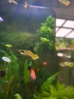 Tiger endler guppies, Dieren en Toebehoren, Vis