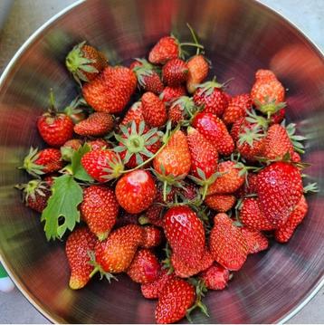 Aardbei stekjes  beschikbaar voor biedingen