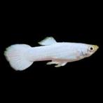 Mooie Snow White Guppy man - Gup - Koidream Valburg