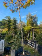 Dak plataan 340 cm stamhoogte dak  180x180 kan ook groter, In pot, Halfschaduw, Ophalen of Verzenden, Dakboom