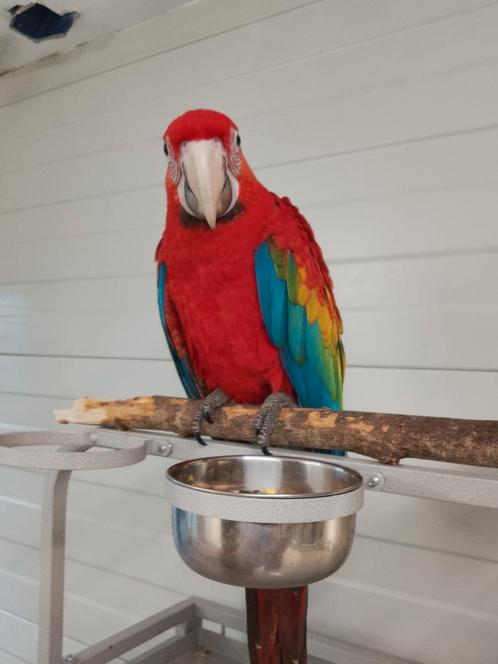 Tamme baby Ruby Ara met DNA en getest op alle ziektes, Dieren en Toebehoren, Vogels | Parkieten en Papegaaien, Papegaai, Meerdere dieren