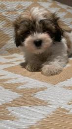 Shi poo pups, Dieren en Toebehoren, Honden | Chihuahua's en Gezelschapshonden, Overige rassen, CDV (hondenziekte), 8 tot 15 weken