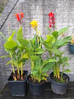 Rode, gele en oranje canna, 3 voor 12,-, Ophalen, Overige soorten, Volle zon