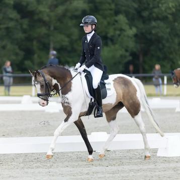 Hele knappe en lieve sportpony  beschikbaar voor biedingen