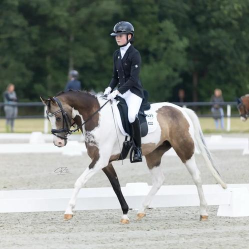 Hele knappe en lieve sportpony, Dieren en Toebehoren, Pony's, Merrie, L, D pony (1.37m tot 1.48m), 3 tot 6 jaar