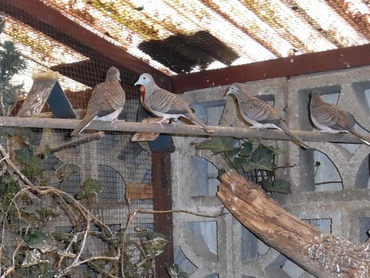 Zebraduif - doffer 2025, Dieren en Toebehoren, Vogels | Overige Vogels, Tropenvogel, Mannelijk, Geringd