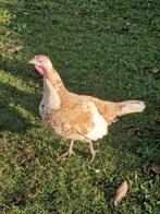 2 Rode ardenner kalkoen hennen, 1 jaar oud., Dieren en Toebehoren, Pluimvee, Vrouwelijk, Kalkoen