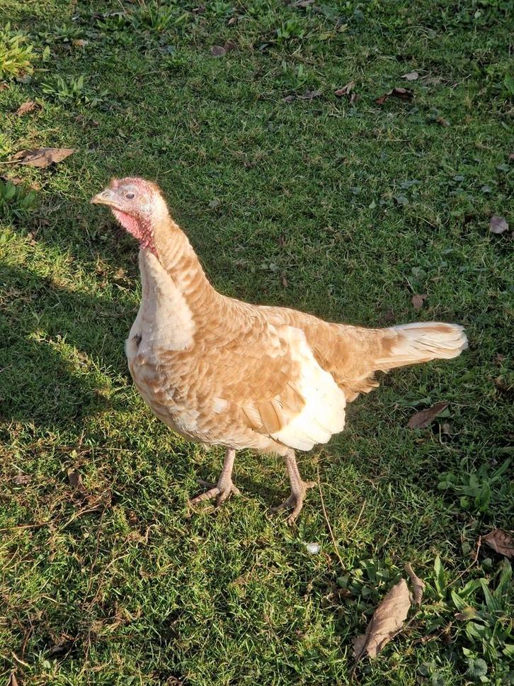2 Rode ardenner kalkoen hennen, 1 jaar oud., Dieren en Toebehoren, Pluimvee, Kalkoen, Vrouwelijk