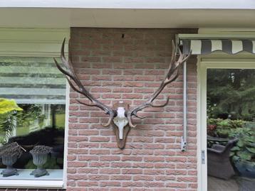 Prachtig Groot Zwaar Edelhert Gewei Jacht Hut Mancave  beschikbaar voor biedingen